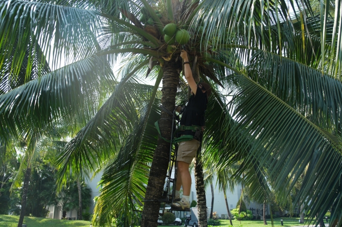 Du kh&aacute;ch trải nghiệm h&aacute;i dừa tại đảo Ph&uacute; Quốc. Ảnh: Andie KF