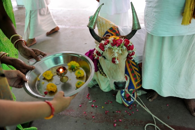 C&aacute;c t&iacute;n đồ l&agrave;m lễ cầu ph&uacute;c b&ecirc;n b&ograve; thi&ecirc;ng Ganga tại đền Lord Jagannath, Ahmedabad. Ảnh: AFP