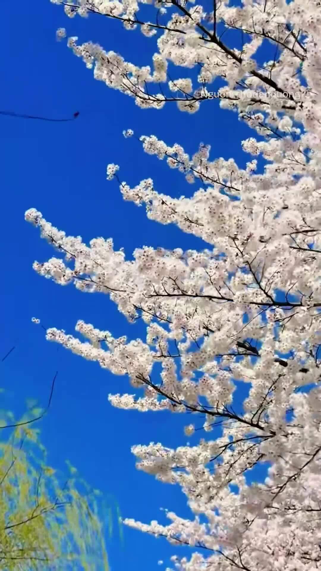 Du kh&aacute;ch đổ x&ocirc; ngắm hoa anh đ&agrave;o ở H&agrave;n Quốc