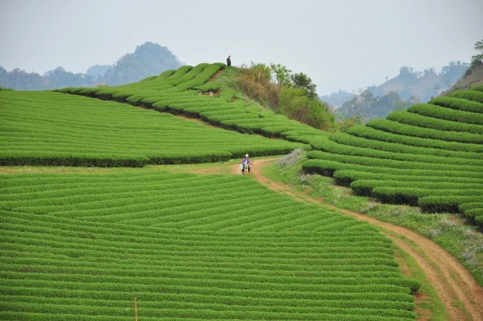 Đồ ch&egrave; ở Mộc Ch&acirc;u. Ảnh: Lam Linh