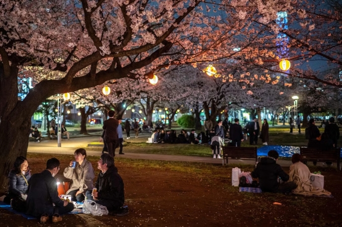 Người d&acirc;n, du kh&aacute;ch ngắm hoa anh đ&agrave;o tại c&ocirc;ng vi&ecirc;n Kinshi ở Tokyo, ng&agrave;y 30/3. Ảnh: AFP